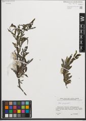 Foto von Salix purpurea L.